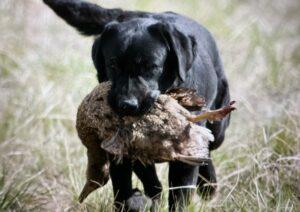 Black Lab retrieving a duck