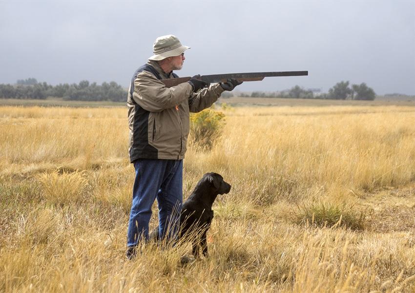 Lab working on being steady to gun