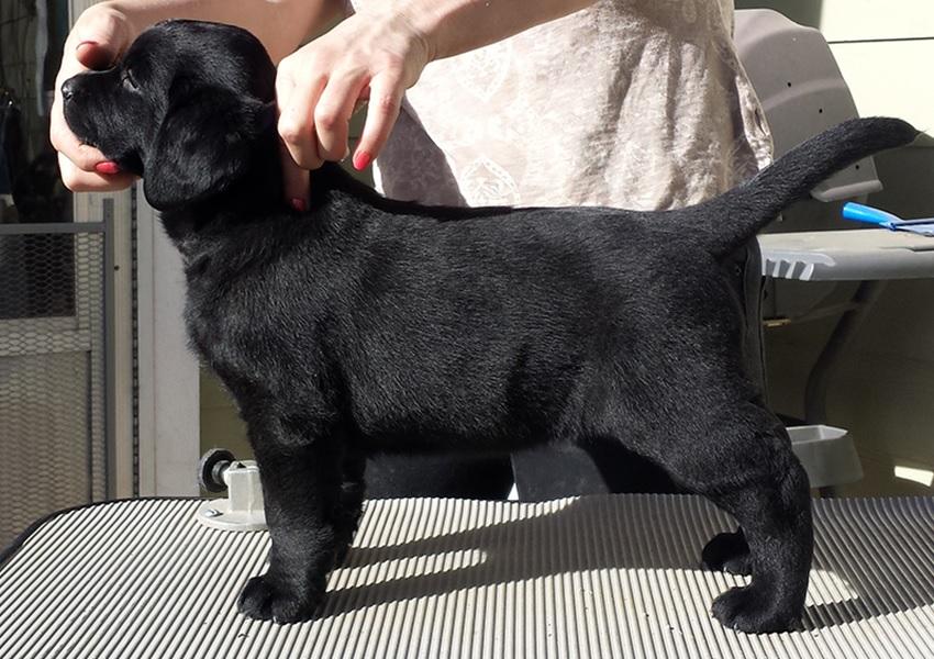 Black Labrador puppy