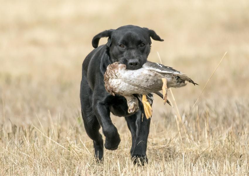 Black Lab retrieving a duck