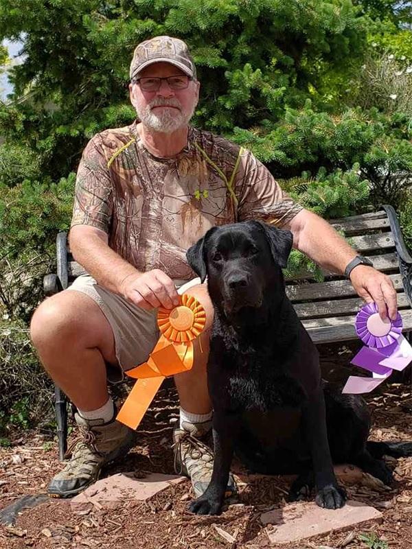 Black Lab with hunt test ribbons