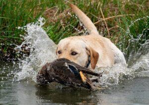 Labrador Retriever retrieves a duck out of the water