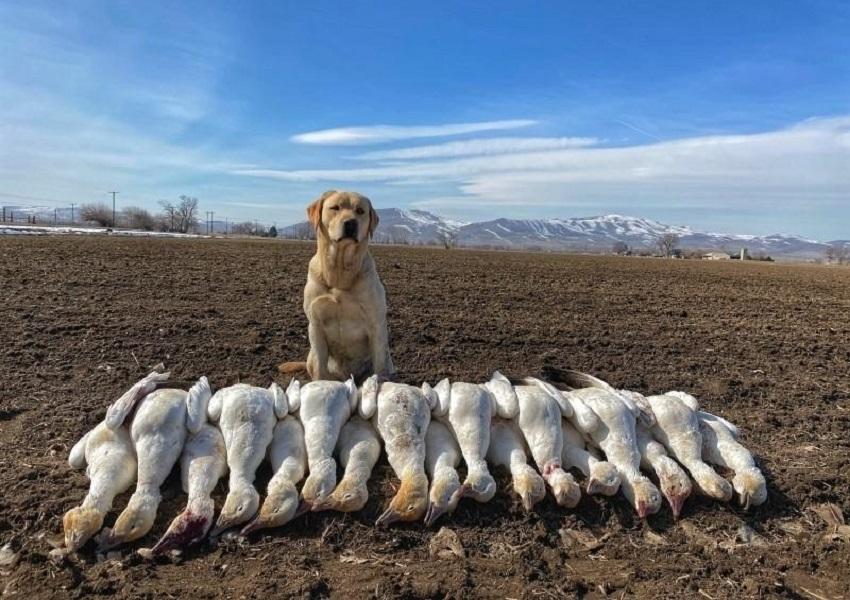 Yellow Lab with the geese he retrieved
