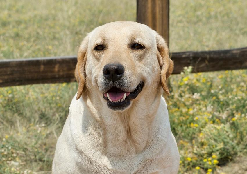 Pretty yellow Lab