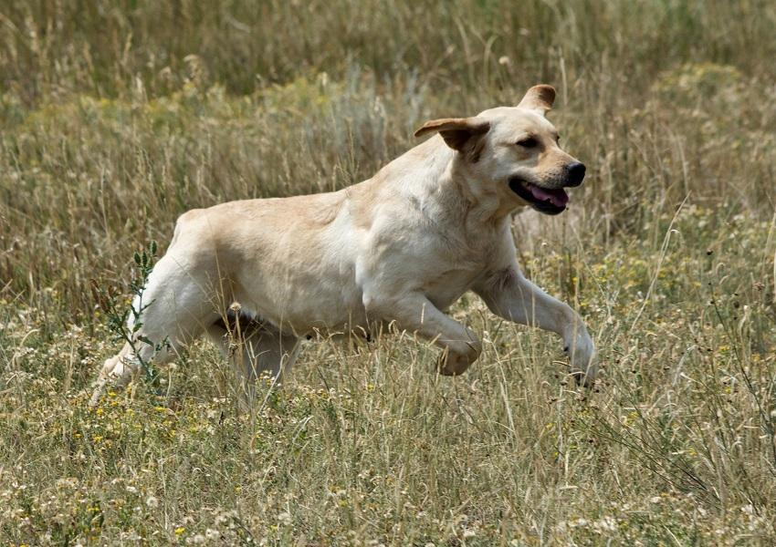 Labrador running in the field