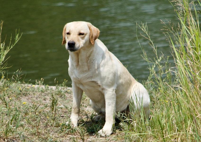 Sitting yellow Labrador