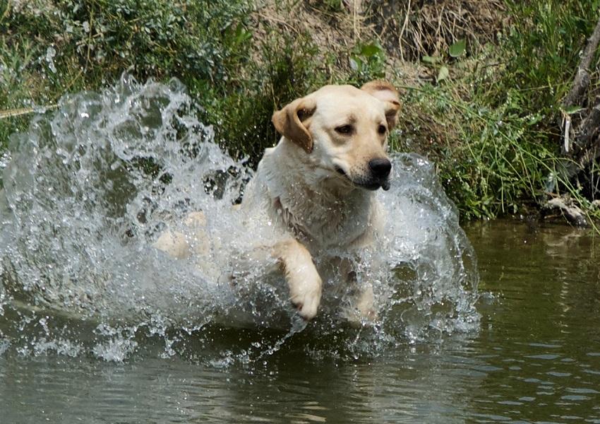 Labrador jumping into the water