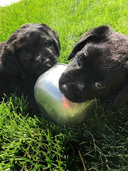 Home_Puppies-450x600