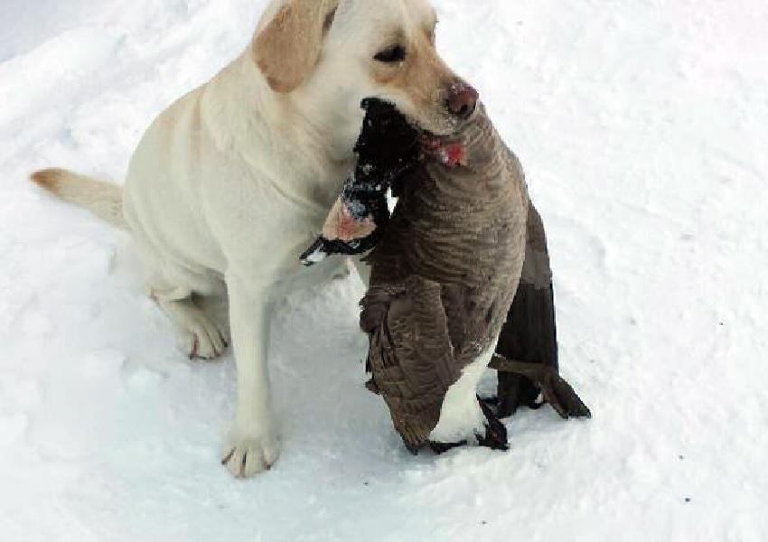 Lab retrieving a goose