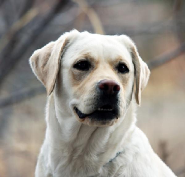 English Labrador female