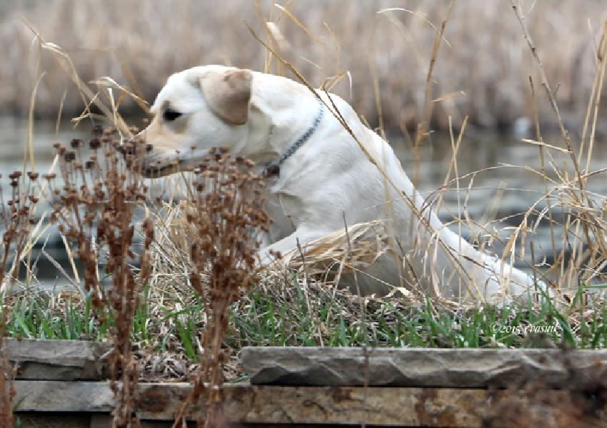 Yellow Lab jumping a wall to retrieve her bird