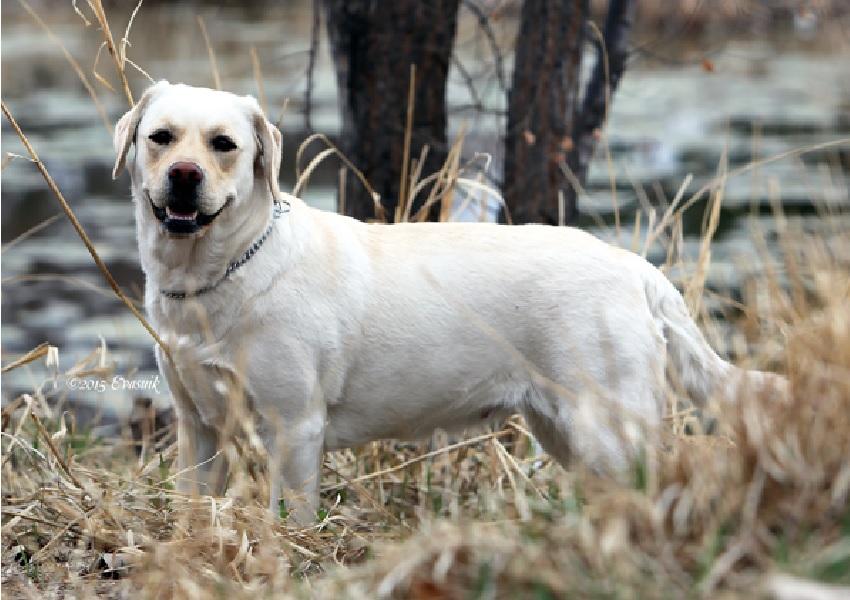 Yellow Labrador in the field