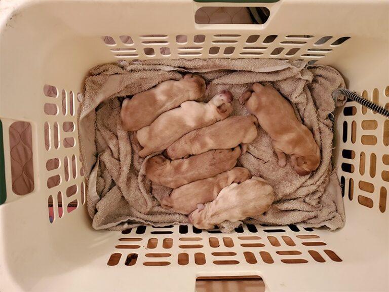 Puppies Bluff View Labradors