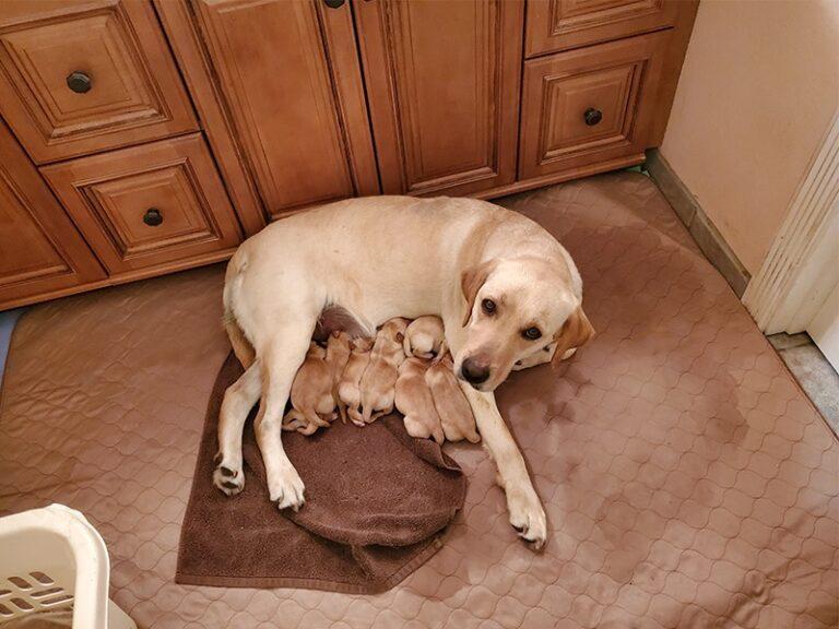 Puppies Bluff View Labradors
