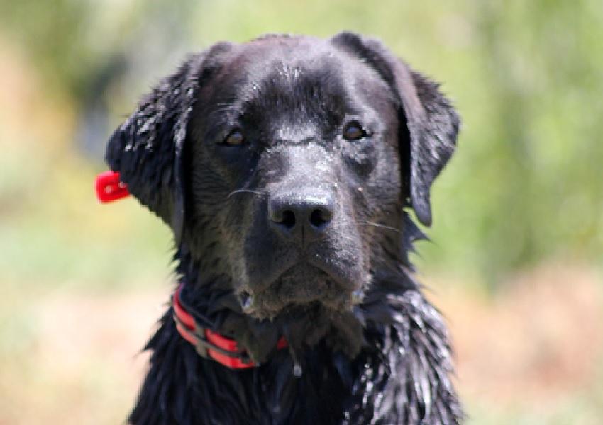 Beautiful black Labrador Retriever