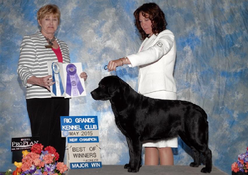 Black Labrador finishing her show championship