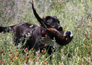 Black Lab retrieving a pheasant