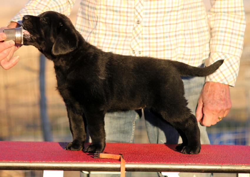 Black Lab puppy