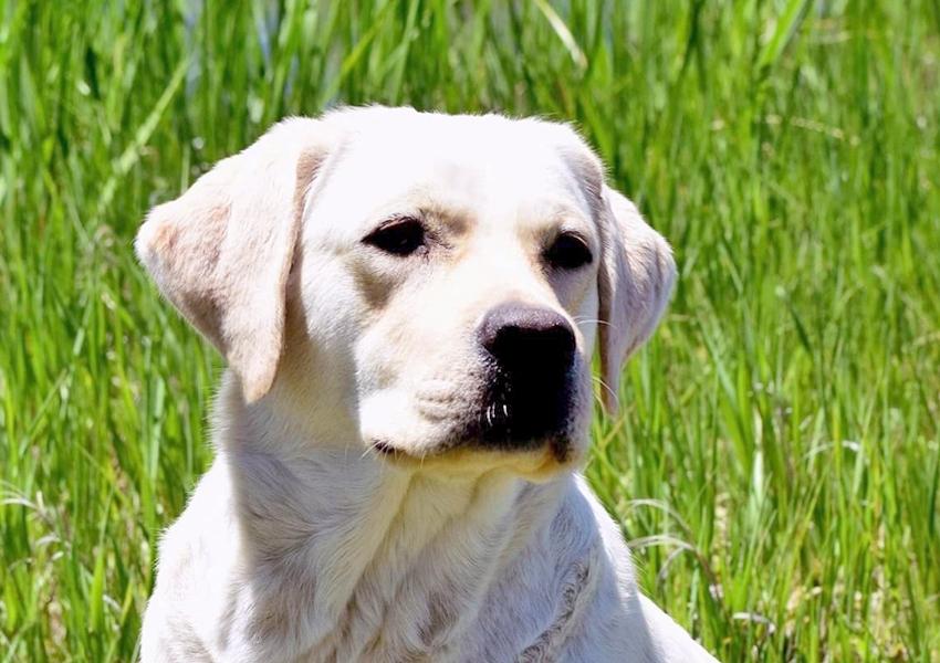 Yellow Labrador named "Tank"