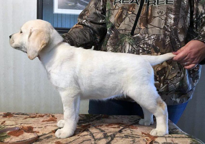 Yellow Labrador Retriever puppy