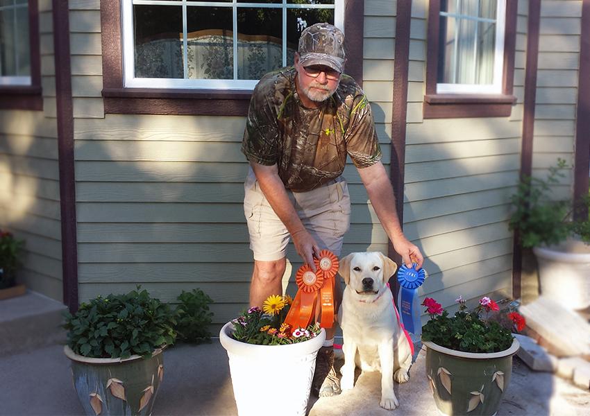 Young Lab with hunt test ribbons