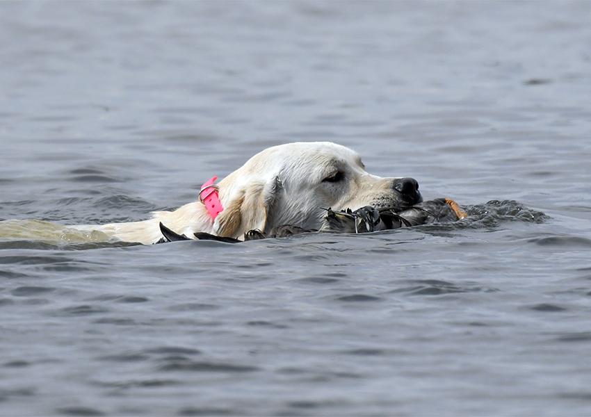 Yellow Lab retrieving a duck in the water