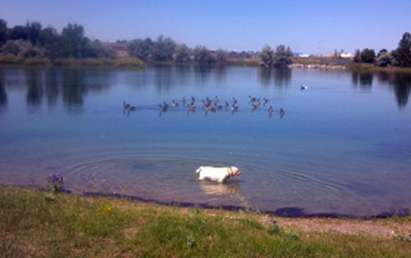 Pond with waterfowl and a Labrador