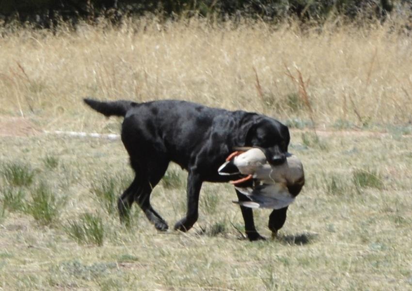 Black Lab retrieving a duck