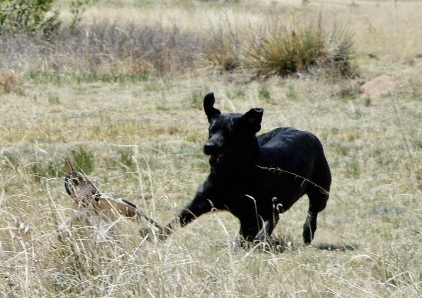 Cinder working in the field