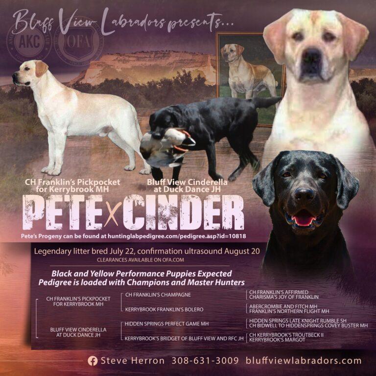 Litter announcement for black and yellow Lab puppies